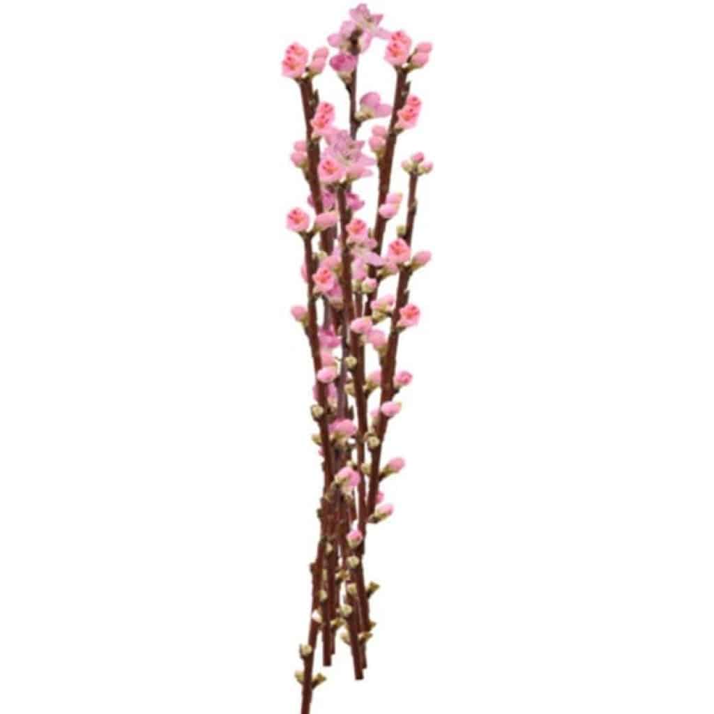 ferskengrener-prunus-velkommen-til-dagligvare-p-nett