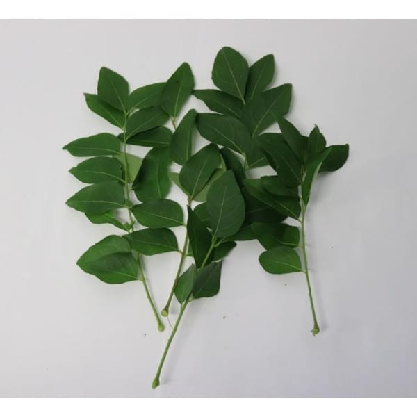 Curry leaf stk