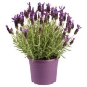 Lavendel 15cm