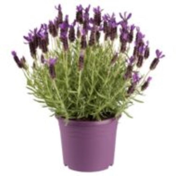 Lavendel 15cm
