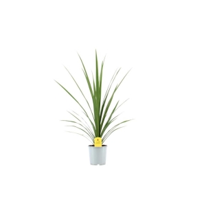 Cordyline Verde Grønn 17cm