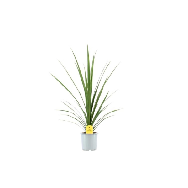 Cordyline Verde Grønn 17cm