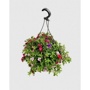 Petunia i Ampel