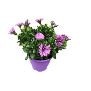 Spansk Margeritt 12cm