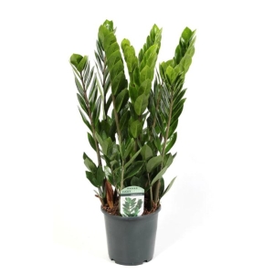 Zamioculcas 12cm
