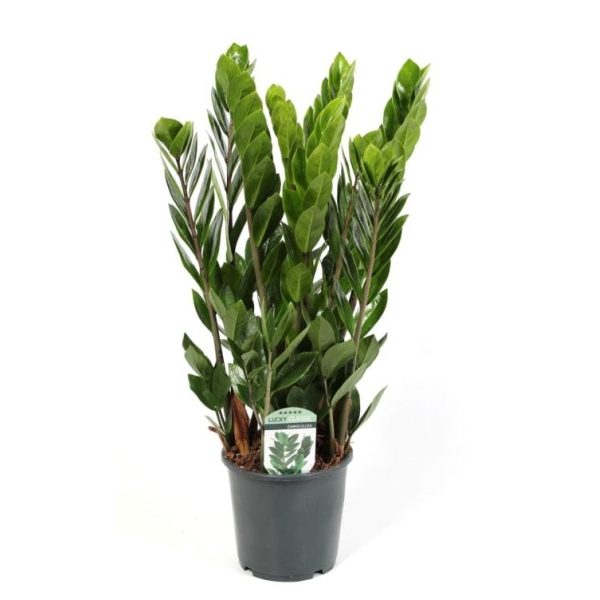 Zamioculcas 12cm