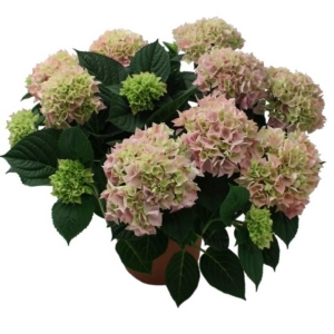 Hagehortensia 19cm