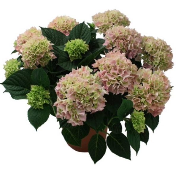 Hagehortensia 19cm