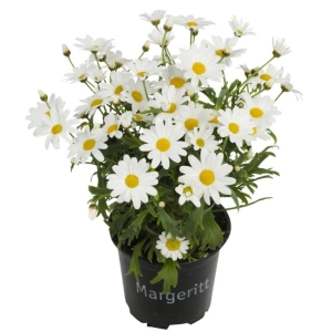 Margeritter Hvite 11cm
