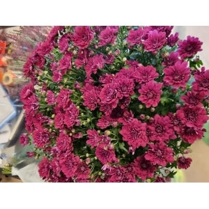 Chrysanthemum 19cm