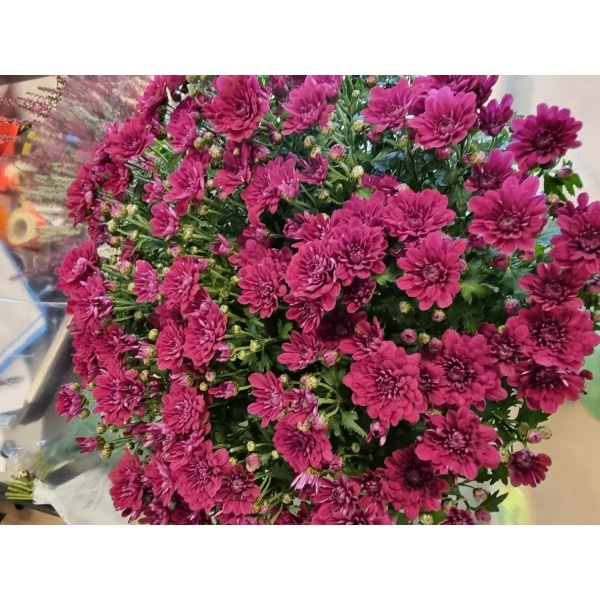 Chrysanthemum 19cm