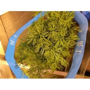 Dill 12cm
