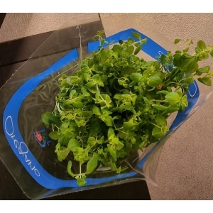 Oregano 12cm