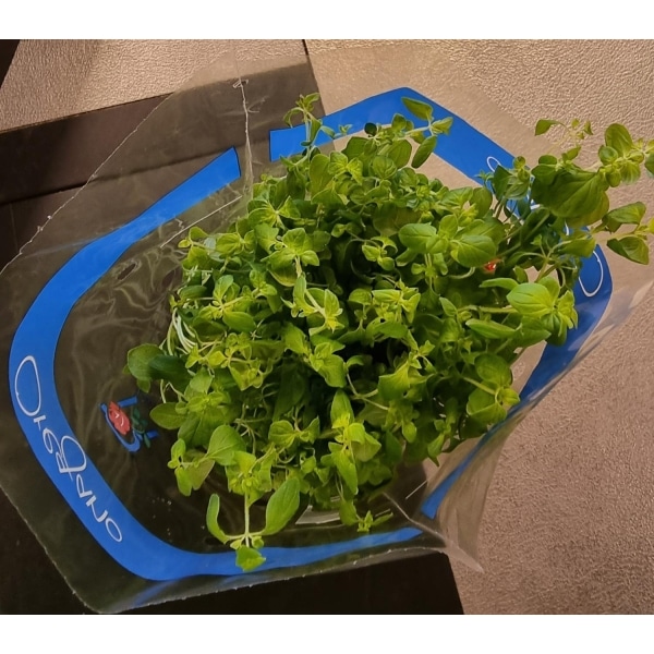 Oregano 12cm