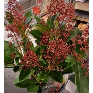 Skimmia 15cm
