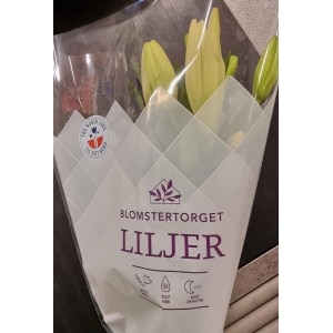 Asiatiske Liljer 2pk