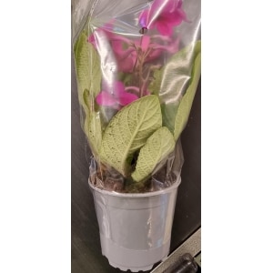 Streptocarpus Vrifrukt