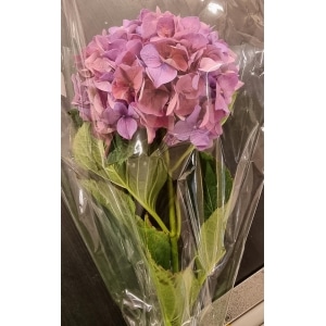 Hortensia 1pk 50cm