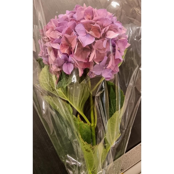Hortensia 1pk 50cm