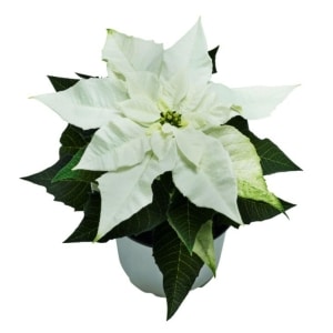 Julestjerne Hvit Flergrenet