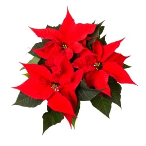 Julestjerne Rød flergrenet