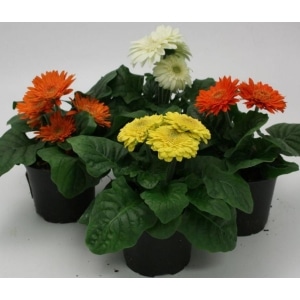 Gerbera 13cm