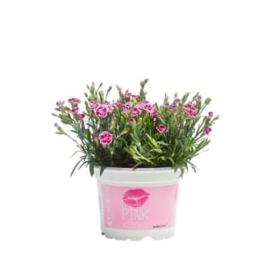 Pottenellik Pink Kisses 11cm