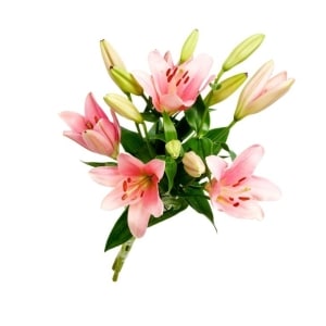 Alstromeria Inkalilje 6pk