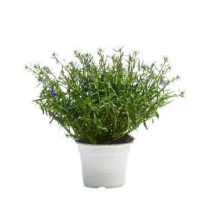 Lobelia 12cm