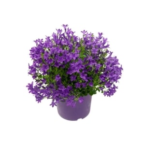 Campanula Royal i Potte
