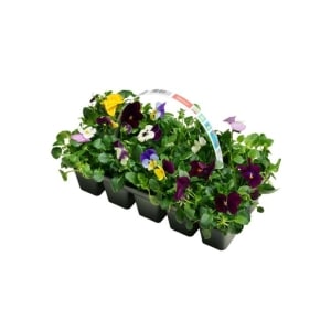 Stemor 10pk
